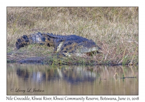 Nile Crocodile