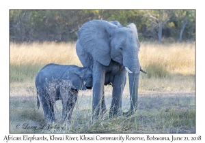 African Elephants