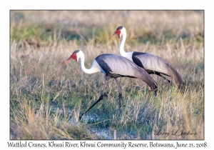 Wattled Cranes