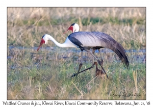 Wattled Cranes