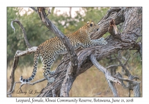 Leopard, female