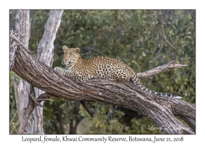 Leopard, female