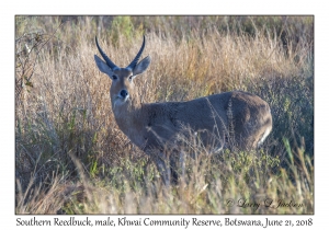 Southern Reedbuck, male