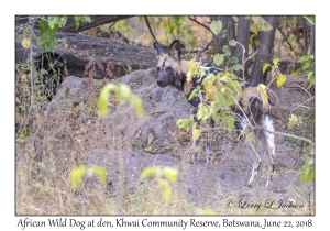 African Wild Dog