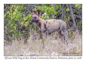 African Wild Dog