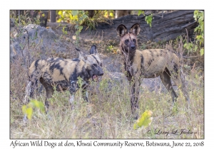 African Wild Dogs