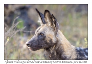 African Wild Dog