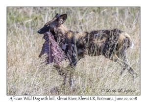 African Wild Dog