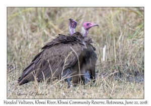 Hooded Vultures
