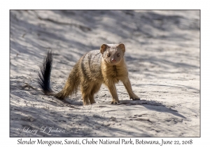 Slender Mongoose