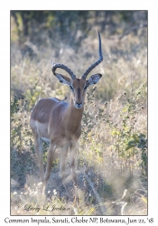 Common Impala, male