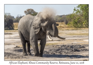 African Elephant