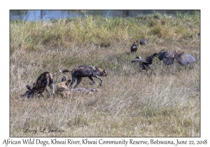 African Wild Dogs