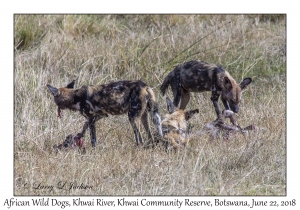 African Wild Dogs