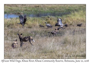 African Wild Dogs