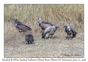 White-backed & Hooded Vultures