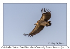 White-backed Vulture