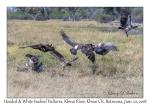 White-backed & Hooded Vultures