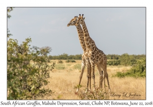 South African Giraffes