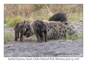 Spotted Hyaena