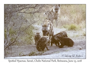 Spotted Hyaena