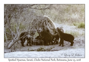 Spotted Hyaena