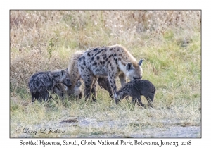 Spotted Hyaena