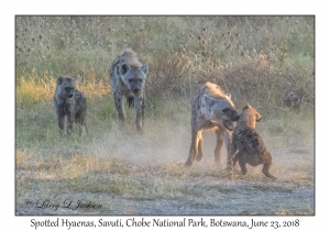 Spotted Hyaena