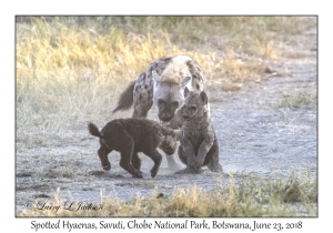 Spotted Hyaena