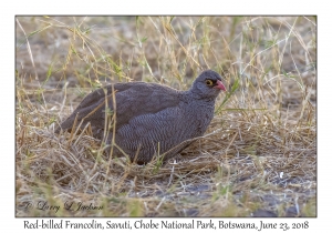 Red-billed Francolin