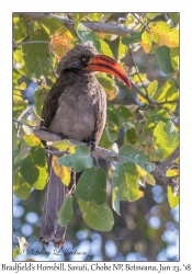 Bradfield's Hornbill