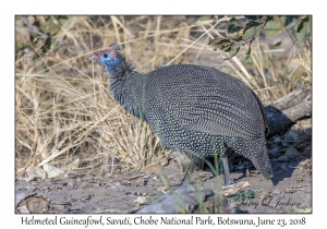 Helmeted Guineafowl