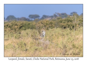 Leopard, female