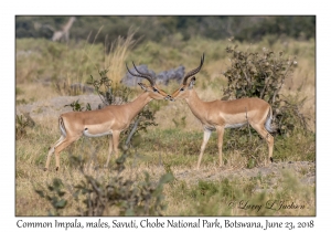 Common Impala, males