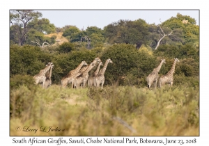 South African Giraffes