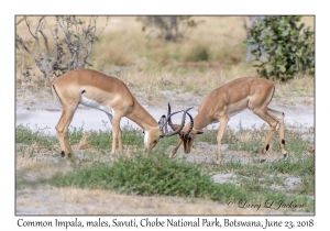 Common Impala, males