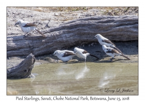 Pied Starlings