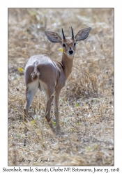 Steenbok