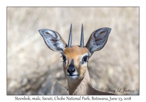 Steenbok