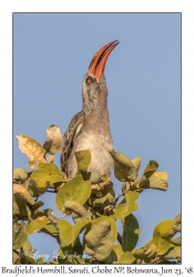 Bradfield's Hornbill