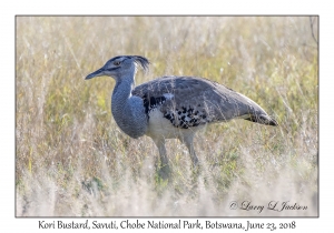 Kori Bustard