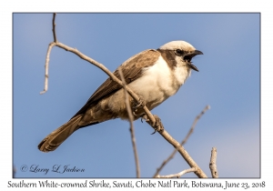 White-crowned Shrike