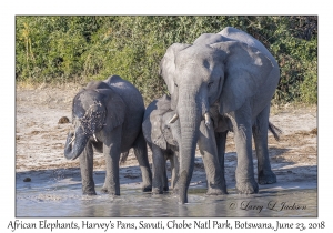 African Elephants