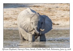 African Elephant