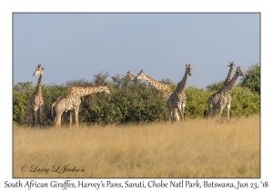 South African Giraffes