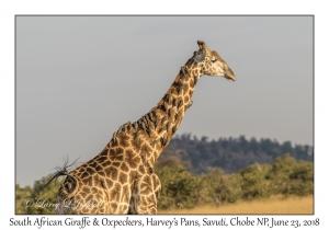 South African Giraffe & Oxpeckers