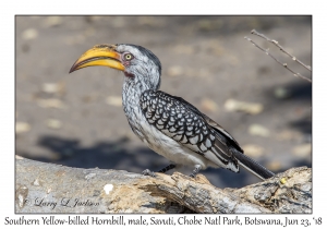 Southern Yellow-billed Hornbill, male