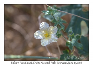 Balsam Pear