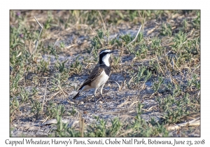 Capped Wheatear