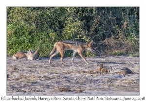 Black-backed Jackals